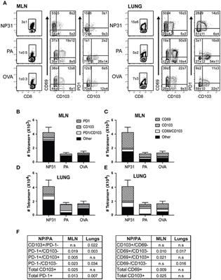 Immunity to Respiratory Infection Is Reinforced Through Early Proliferation of Lymphoid TRM Cells and Prompt Arrival of Effector CD8 T Cells in the Lungs